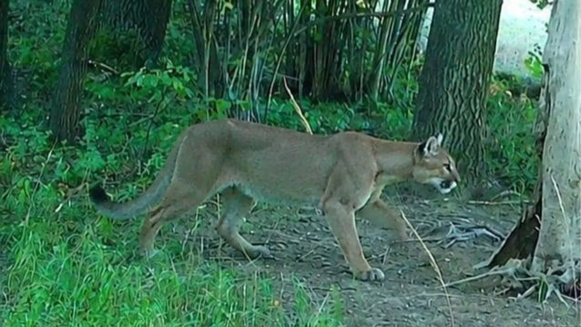 Kolejna puma na wolności? Fotopułapka uchwyciła drapieżnika w lasach Nadleśnictwa Świdnica