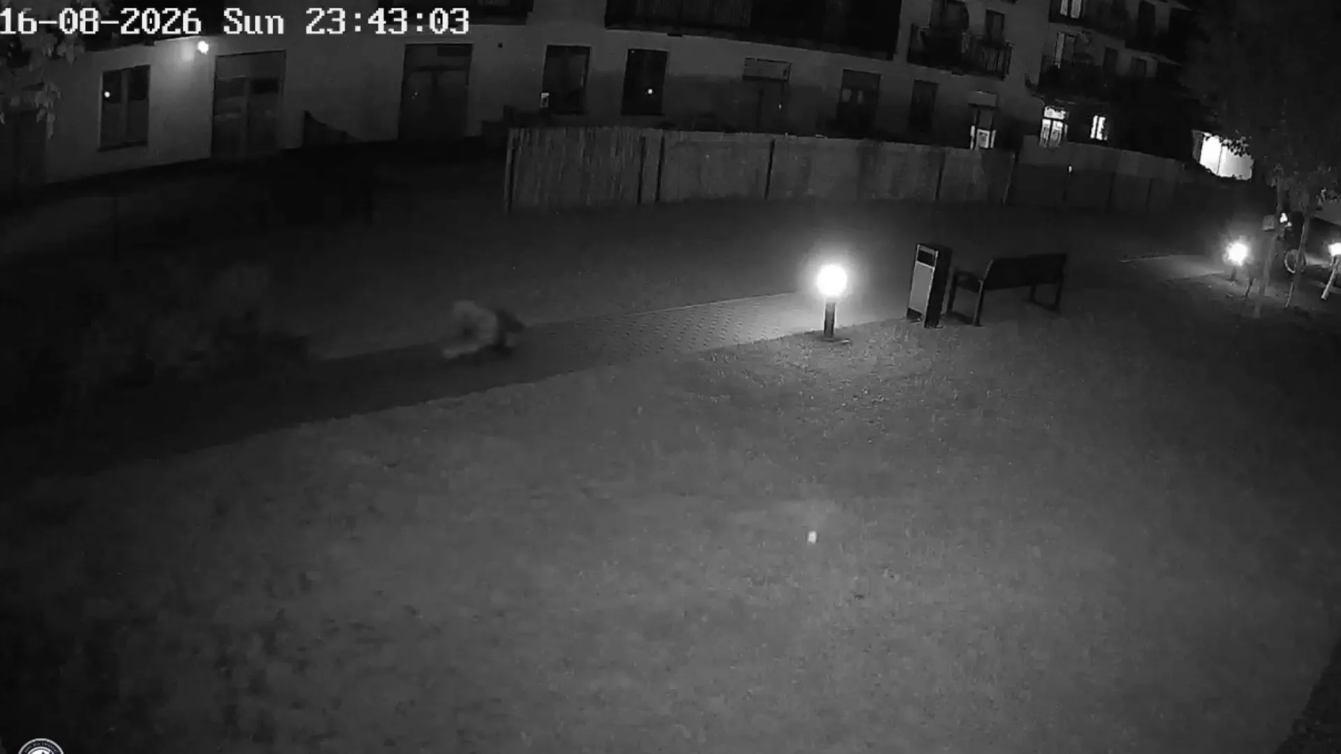 Trzy jeżozwierze uciekły z hodowli. Jeden wciąż jest na gigancie w Warszawie