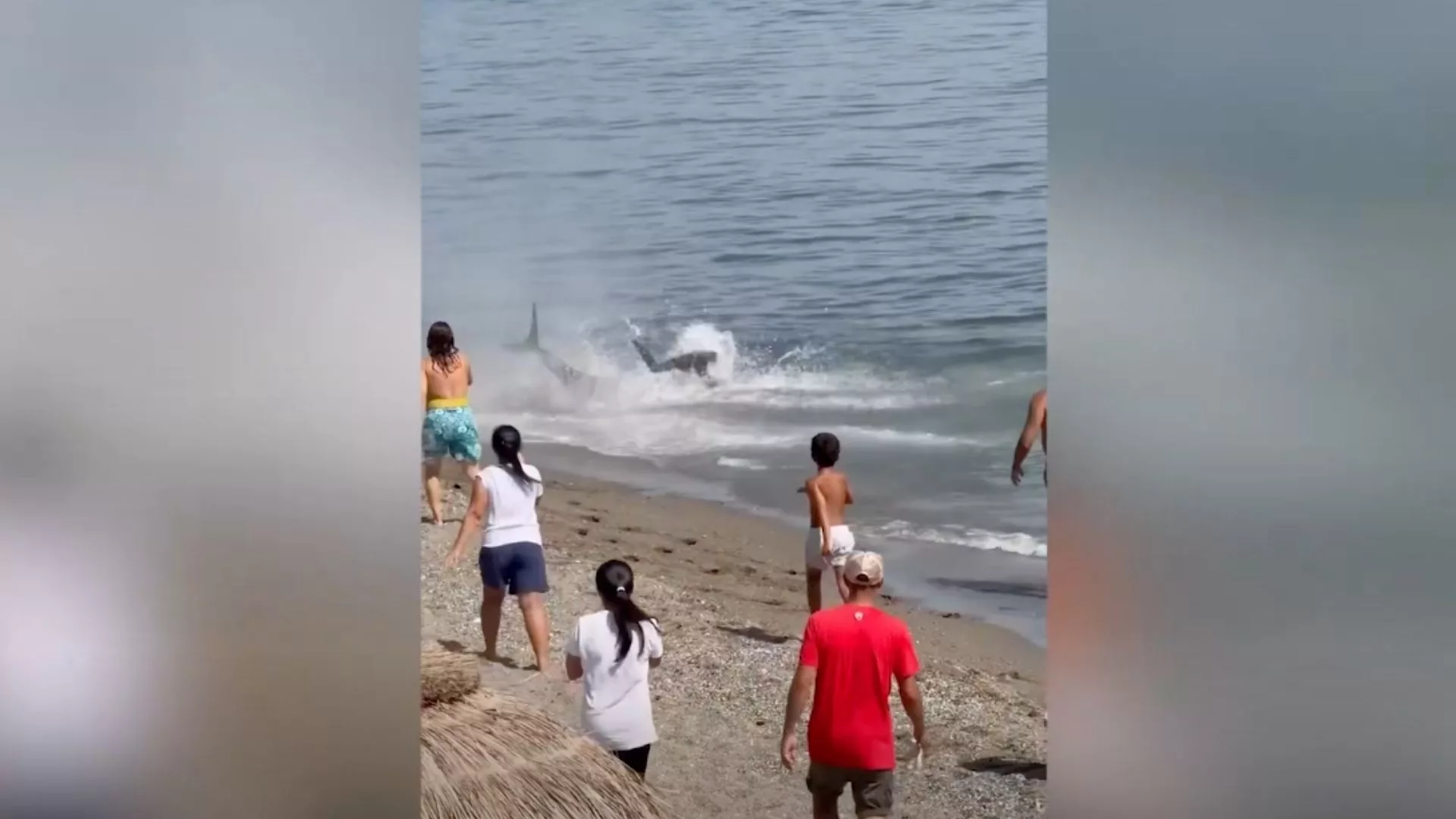 "Rekin" zaatakował człowieka? Chwile grozy na plaży w Hiszpanii
