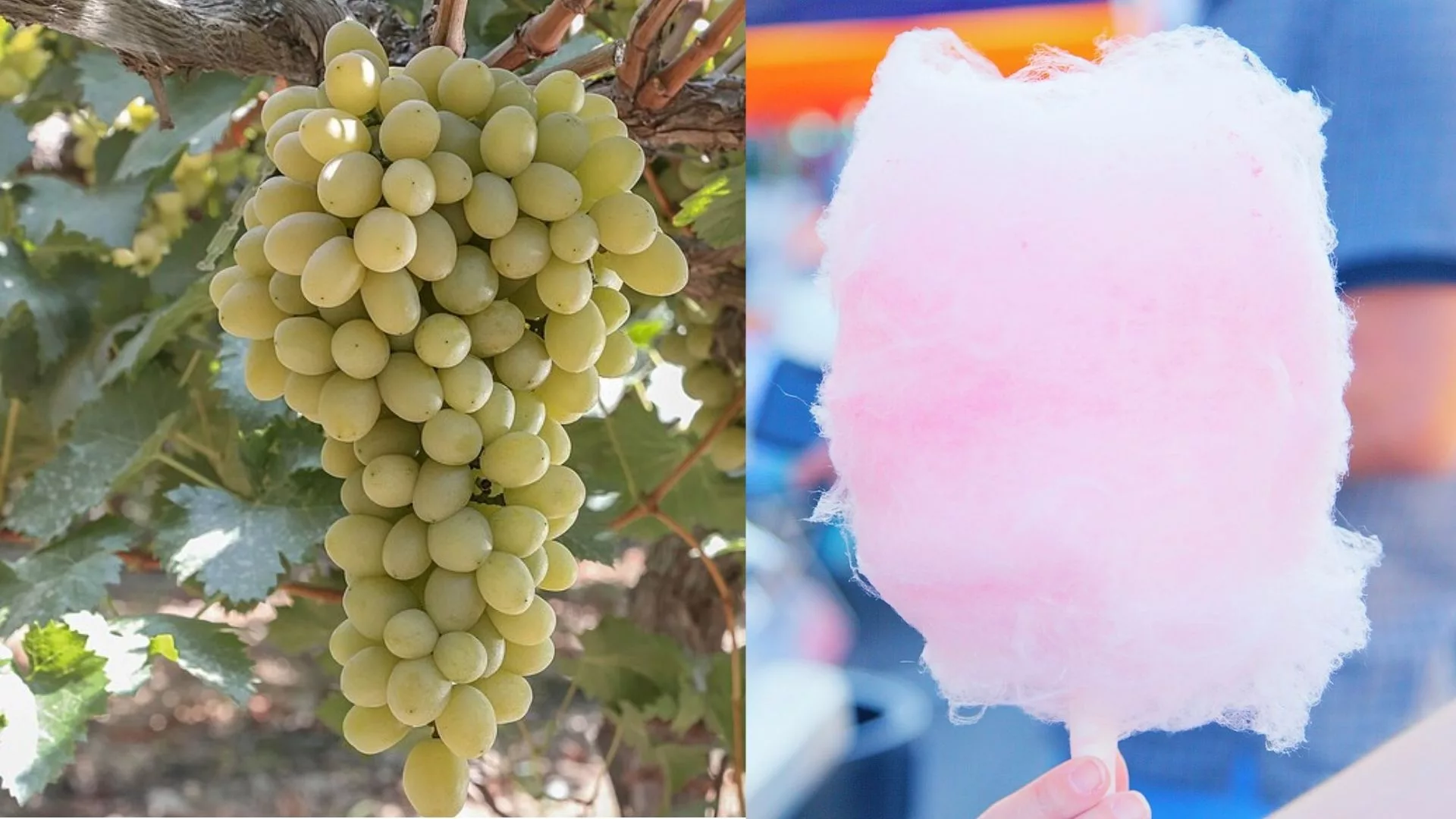 Winogrona smakujące jak wata cukrowa? To nie GMO ani sztuczny aromat