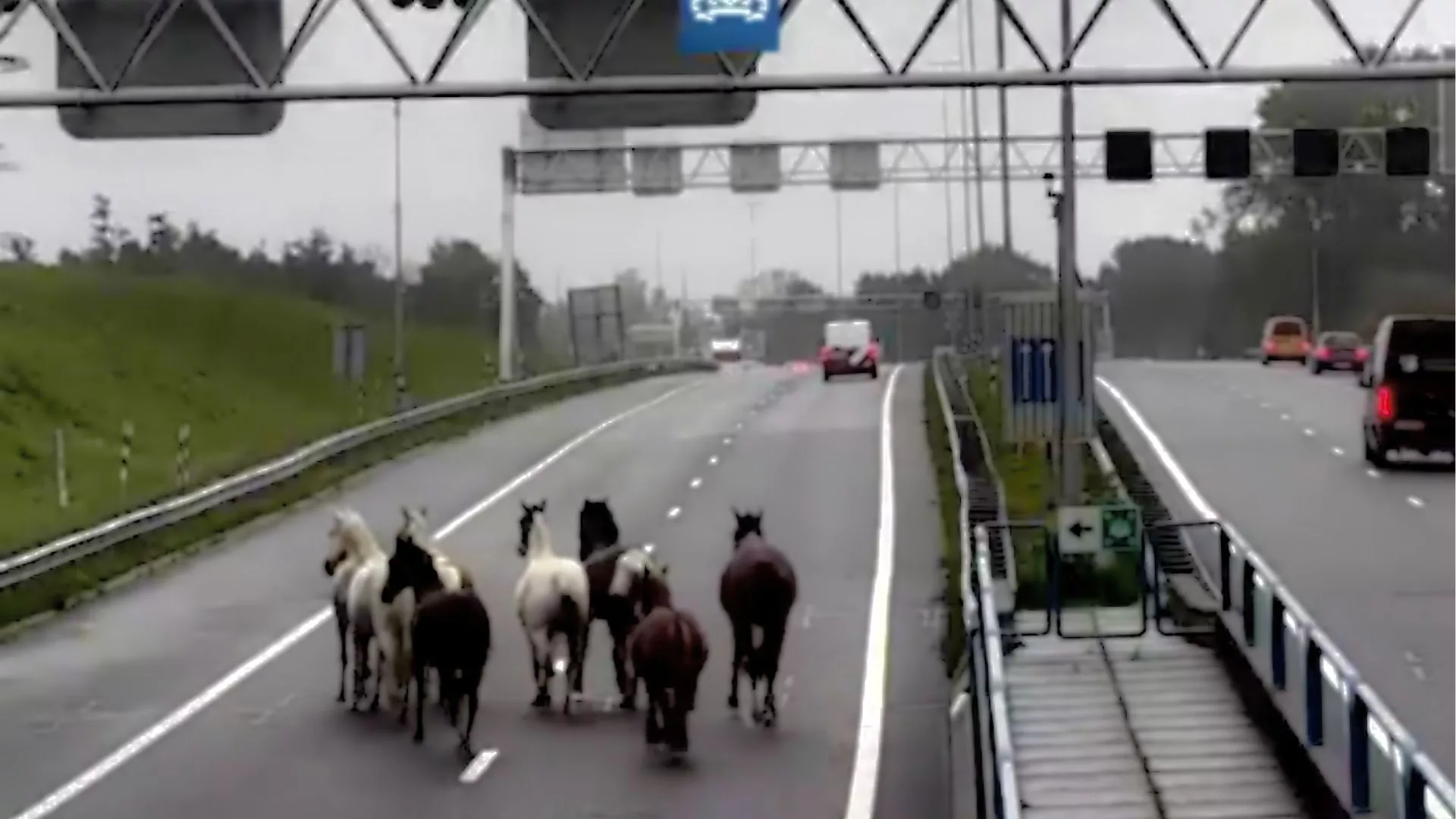 12 koni wbiegło do tunelu na autostradzie. Nietypowa akcja służb w Holandii