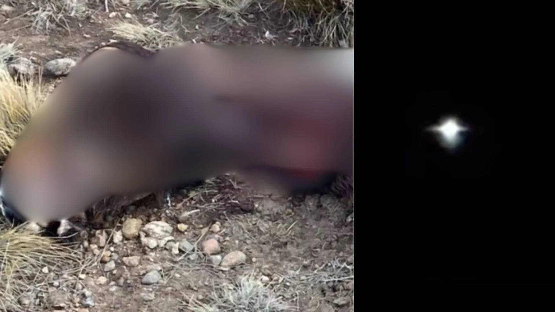 Pięć martwych koni i tajemnicze światła nad Patagonią. Policja sprawdziła głośną sprawę