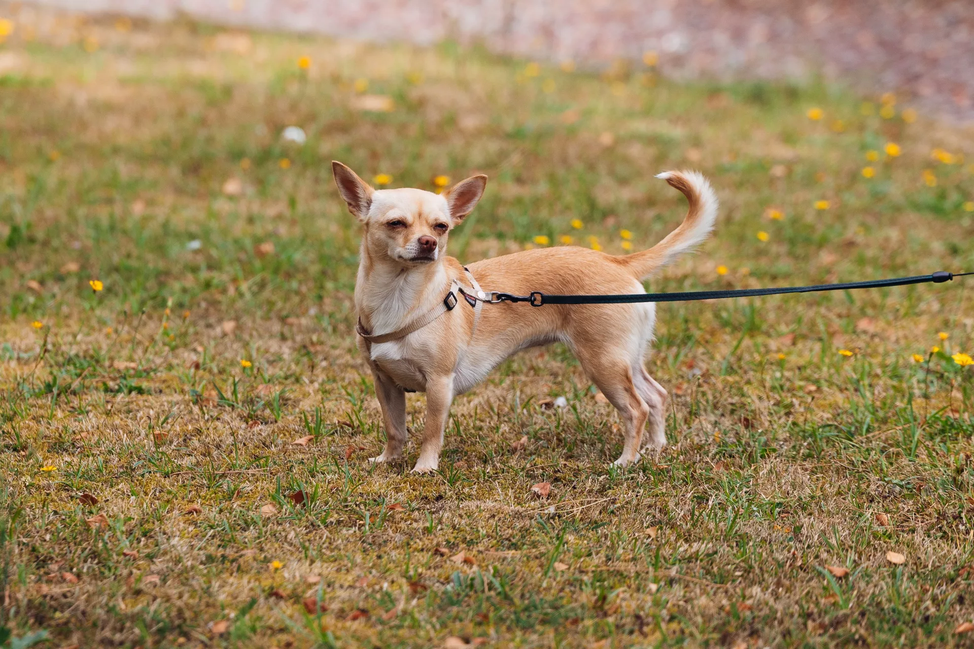 Najmniejszy pies Gwardii Narodowej. Chihuahua Comando ma pomagać w akcjach ratowniczych