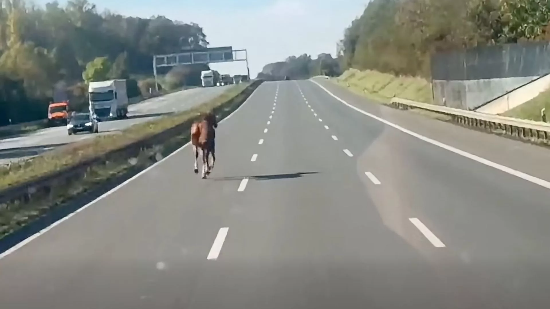 Koń na autostradzie A2 w Niemczech. Zagrożenie w rejonie Oelde