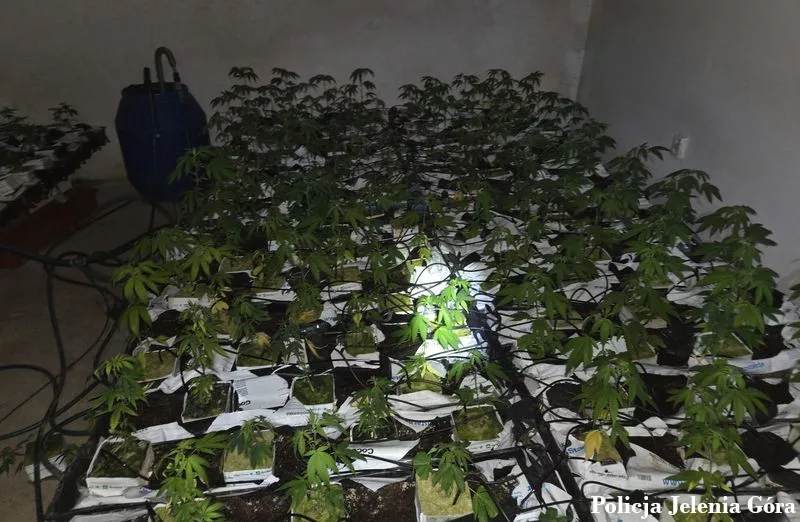 Ponad 600 krzewów konopi w piwnicy domu. 59-latek trafił do aresztu