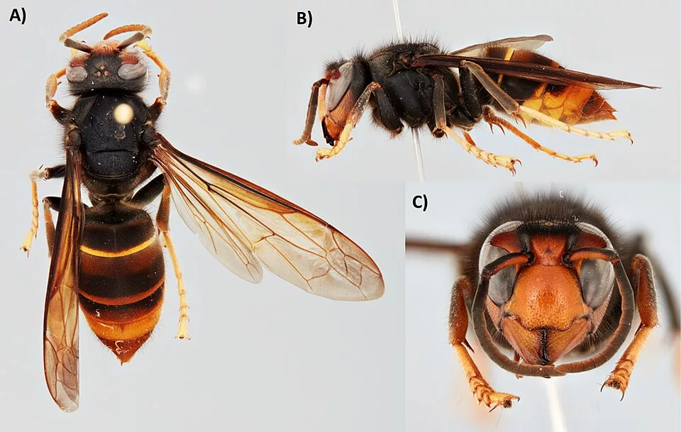 Vespa_velutina_(10.3897-evolsyst.4.47358)_Figure_1